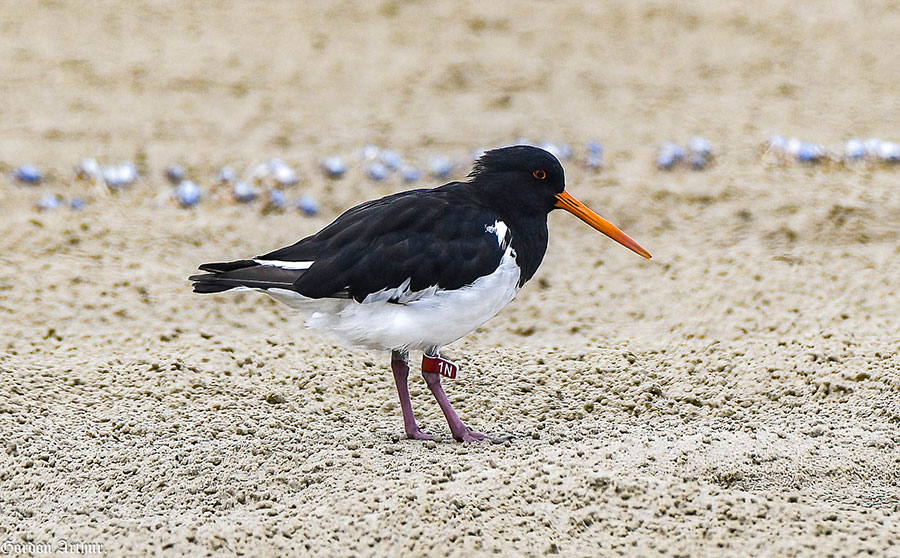 South Island Pied Oystercatcher